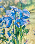 Blue poppies