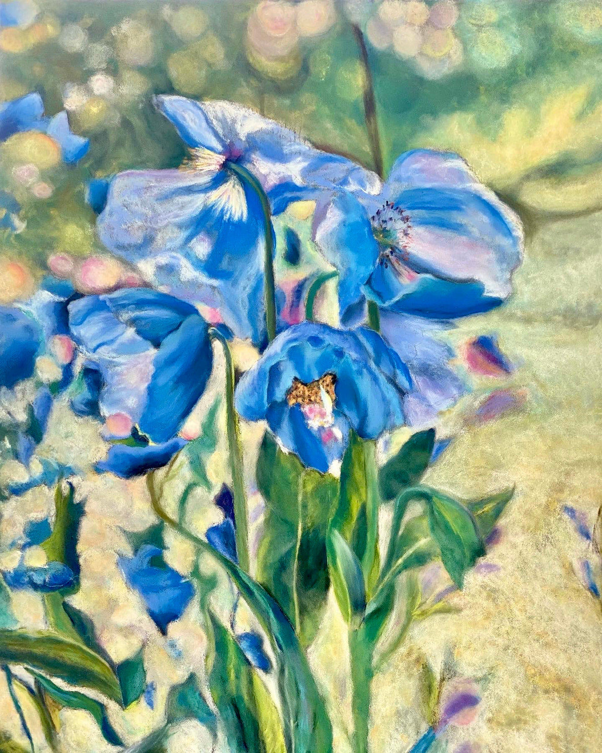Blue poppies