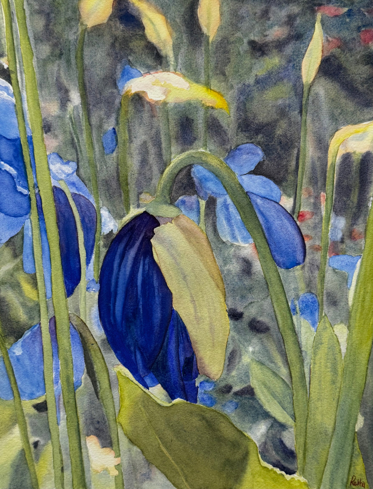 Dreamy poppies