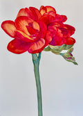 Fiery Freesia