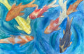 Koi 2