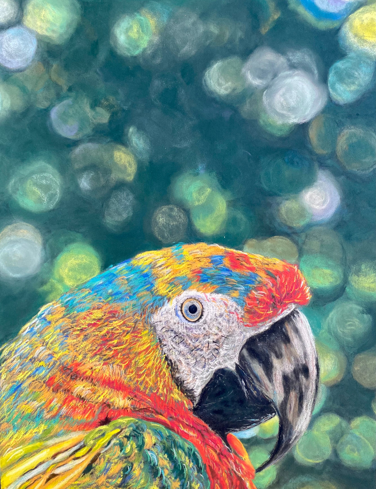Macaw