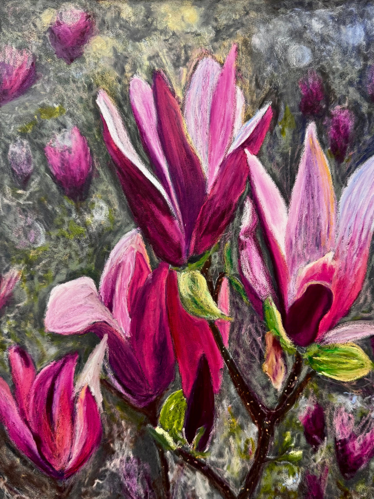 Magnolia blooms