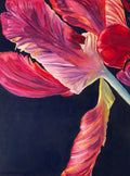 Parrot tulip