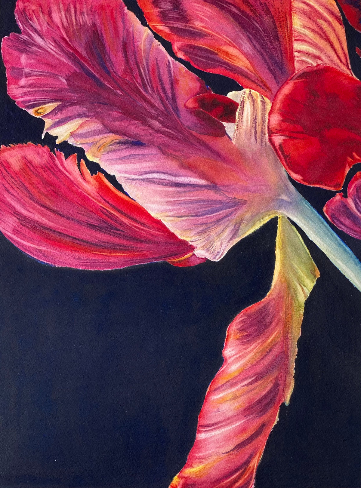 Parrot tulip