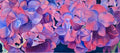 Pink hydrangeas