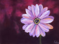 Pink daisy