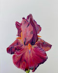 Pink iris