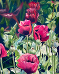 Pink poppies