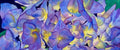 Purple hydrangeas