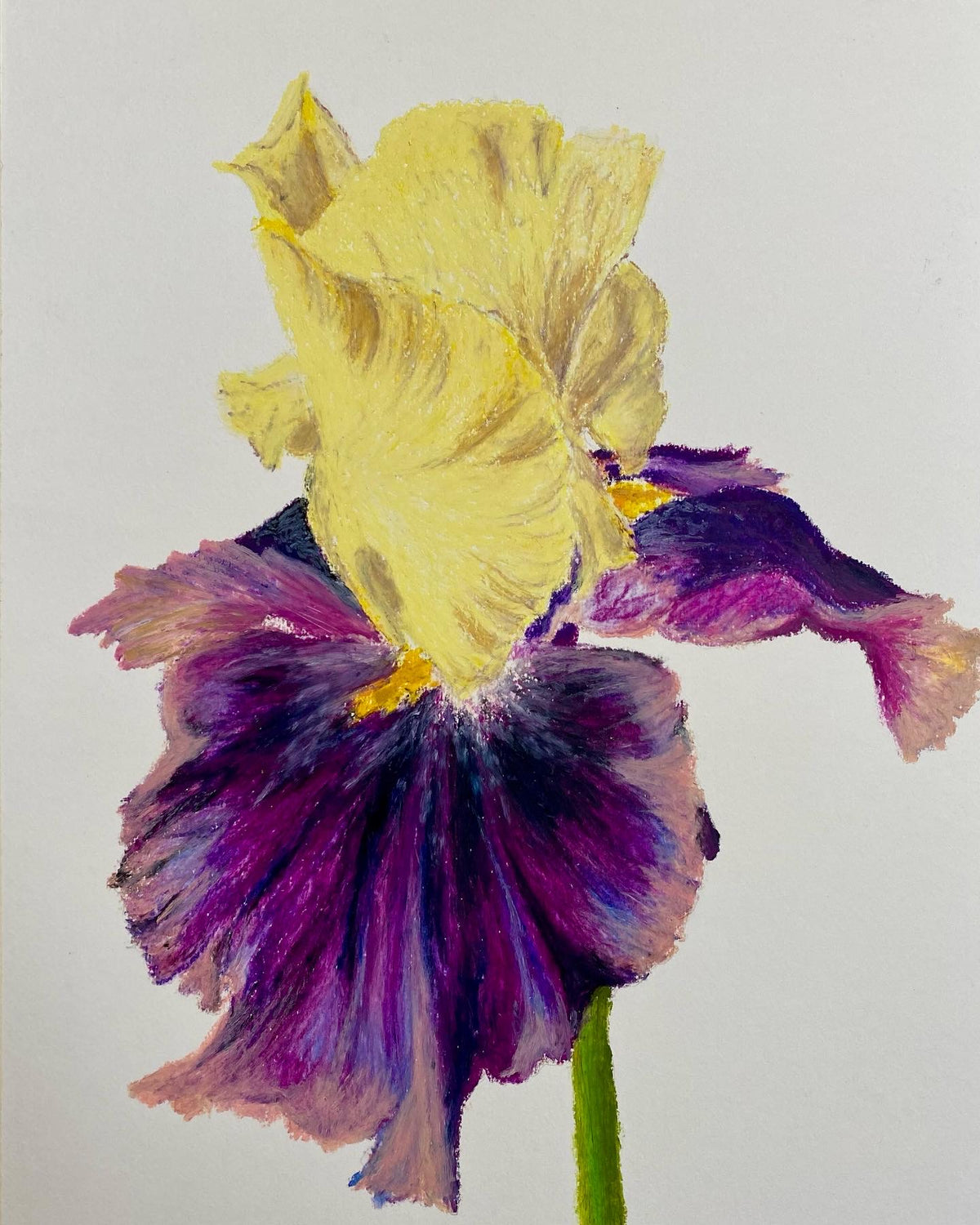 Purple iris
