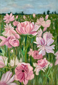Ranunculus field