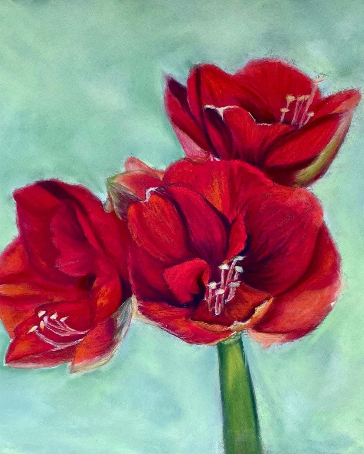Red amaryllis