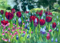 Tulip field